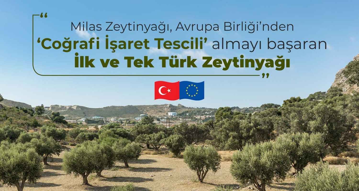 Avrupa Birliği Tascilli Zeytinyağ